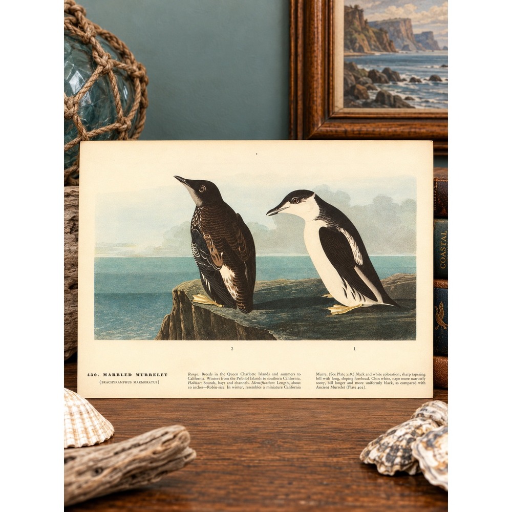 1941 Vtg Marbled Murrelet Print American Bird Art Illustration Audubon Coastal